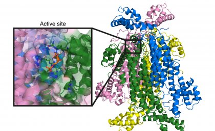 Crystal structure at 2.1 Å resolution of the target enzyme, ADS lyase. The inset shows detailed structure of the active site. Crystal structure at 2.1 Å resolution of the target enzyme, ADS lyase. The inset shows detailed structure of the active site.